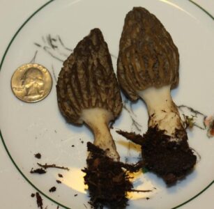 Backyard Wild Morels Image